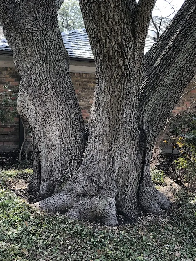 Mature heritage tree close to a Oakville property cared for by certified arborists